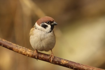 Eurasian tree sparrow sitting on the branch. Song bird in the nature habitat. Passer montanus
