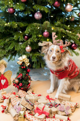 Familienhund verkleidet als ein Rentier unter dem Weihnachtsbaum.  