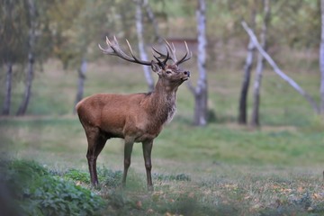 Naklejka na ściany i meble Beautiful red deer in the nature habitat. Wildlife scene from european nature. Cervus elaphus. European deer during rut. 