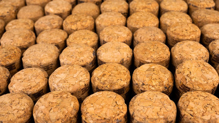 A lot of rows different wooden champagne or wine corks from cork tree. Use as pattern or background. Selective focus. Foreground focus. Close-up.