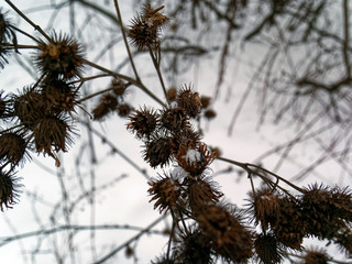 the thorns on the bushes in winter, Moscow