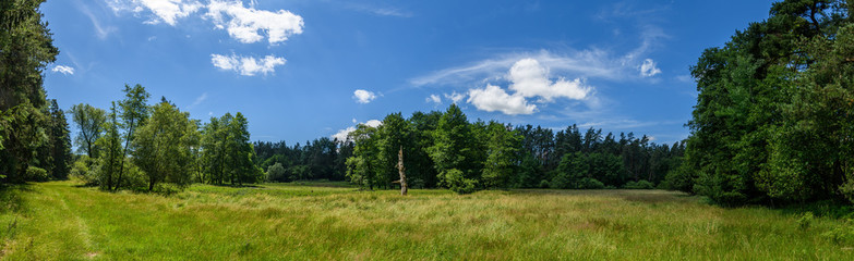 panorama stub of dead tree in meadow between forests, white clou