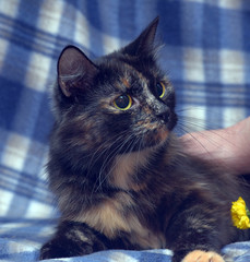 black with red fluffy cat on a blue