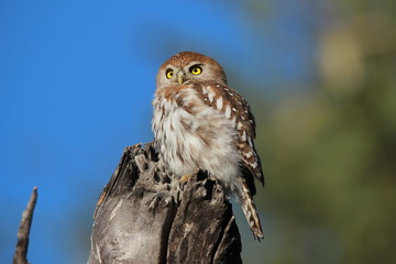 Pearl-spotted owlet perched on a branch