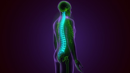 3D Illustration Concept of Spinal Cord Vertebral Column of Human Skeleton System Anatomy
