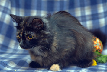 black with red fluffy cat on a blue