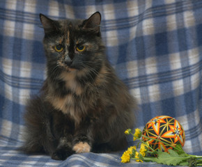 black with red fluffy cat on a blue
