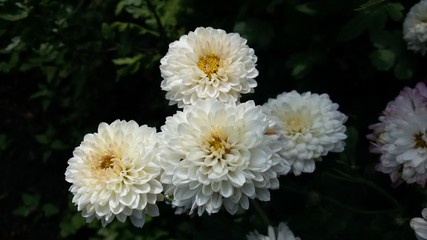 white chrysanthemum in the garden
