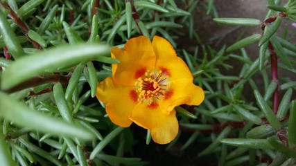 yellow purslane flower
