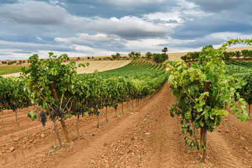 Fototapeta na wymiar Vineyard field with blue sky and white clouds in the region of Ribera del Duero In Castilla.