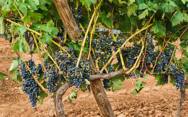.Close-up of vine stock with black grapes in the Ribera del Duero region.