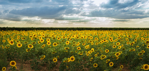 Obraz premium Panoramic landscape of a field of sunflowers with blue sky and white clouds in late summer in Castilla.