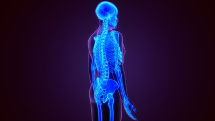 3D Illustration Human Skeleton Anatomy For Medical Concept (Skeleton)

