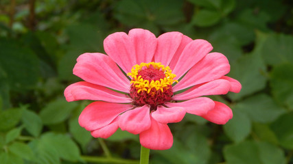 Obraz premium pink flower of zinnia 