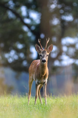 Roe deer, capreolus capreolus during rutting season. Male on nice meadow with beautiful background © Michal