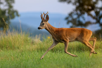 Roe deer, capreolus capreolus during rutting season. Male on nice meadow with beautiful background