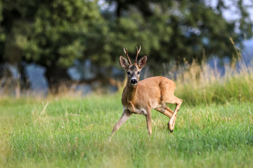 Roe deer, capreolus capreolus during rutting season. Male on nice meadow with beautiful background