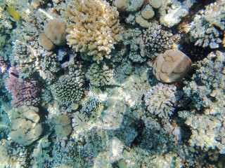 coral reef in Egypt, Makadi Bay
