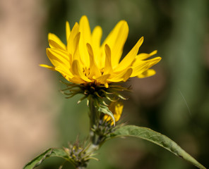 Close-up of a yellow flower in the park.