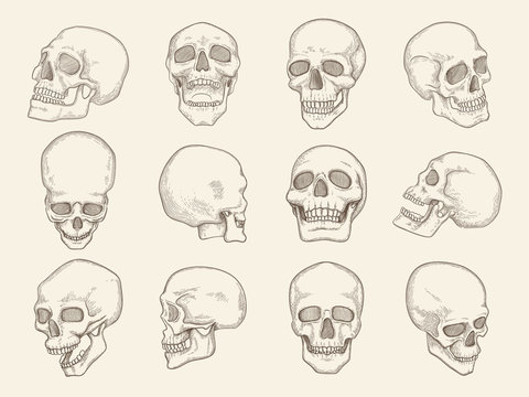 Human skull. Anatomy pictures of head bones with eyes and mouth vector illustrations of skull in different viewpoints. Skull human head, sketch evil skeleton