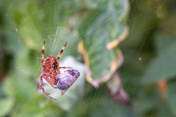 Kreuzspinne am Netz - Araneus