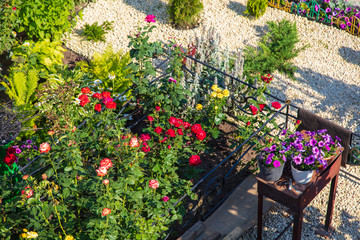 Fototapeta premium Beautiful flowers bloom in the garden.