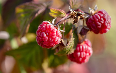 Close-up of red ripe raspberries in the vegetable garden.