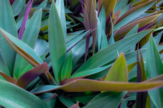 Oyster plant (Tradescantia spathacea). Closeup green and purple leaves of herbal plant in herb garden on sunny day. Ornamental plant in the park. Herb plantation concept. Green leaves with sunlight.