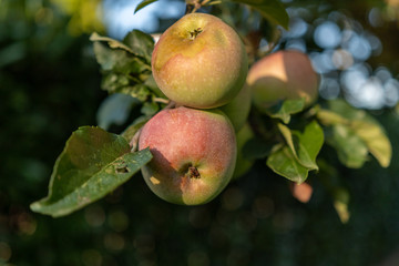 Apfel am Baum im Abendlicht
