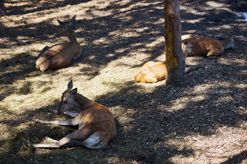 Four deer in the zoo that lie on the ground in the shade of the sun