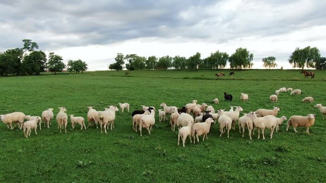 Rising pedestal shot, aerial of flock of white and black sheep and lambs in green pasture meadow, counting sheep, insomnia, fall asleep theme, agribusiness, mutton chop