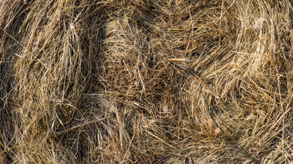 dry yellow hay, grass Background texture after havest