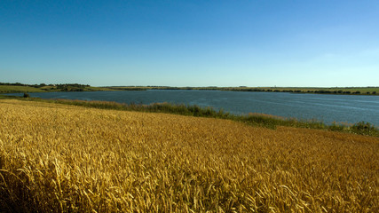 field of wheat river Pron Mikhaylov Russia