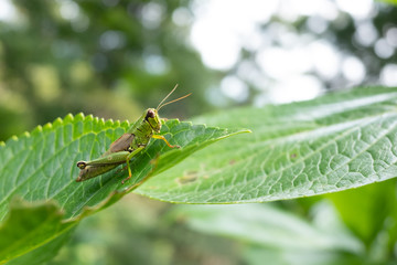 Grasshopper perches on a leaf in summer, Japan, Asia
