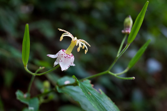 Flower of tricyrtis macropoda, a kind of toad lily, blooms in the forest, Japan, Asia