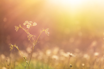 Yarrow flower in bright sunlight. Beautiful summer background with a blurred field of daisies....