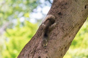 Squirrel on the tree in the garden. Eastern gray squirrel (Sciurus carolinensis)
