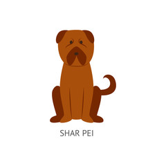 Brown shar pei dog drawing in flat cartoon style isolated on white background