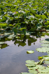 August lotuses in the lake of Artyom, Primorsky Kray, Russia