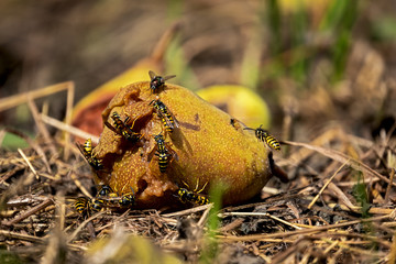 a swarm of wasps is eating a ripe pear