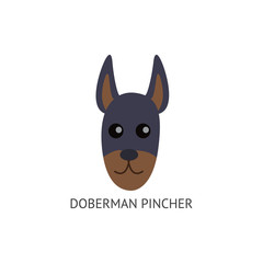 Doberman Pincher face, dog breed card flat cartoon vector illustration isolated.