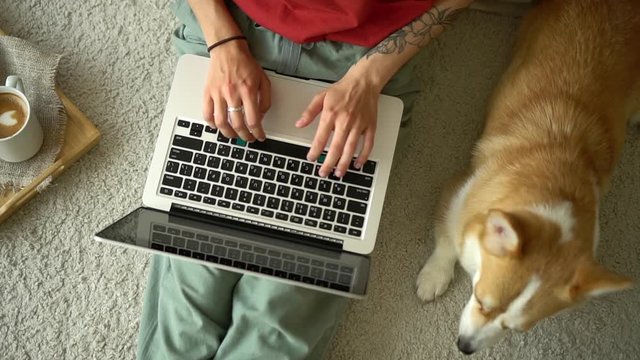 Top view of young woman typing and sitting on floor near to dog in apartment room avki. American female working with laptop and having good time with her pet in light interior, coffee is on carpet
