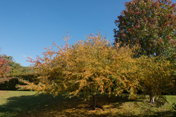 Autumn Foliage of a Cut Leaf Crab Apple Tree (Malus transitoria) Growing in a Garden in Rural Devon, England, UK