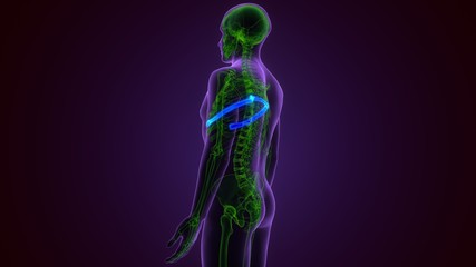 Human skeleton anatomy Rib Cage 8th Bone 3D Rendering For Medical Concept
