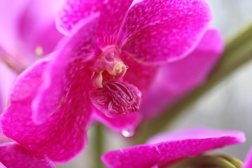 みずみずしい鮮やかなピンクの蘭の花
Fresh and bright pink orchid flower.