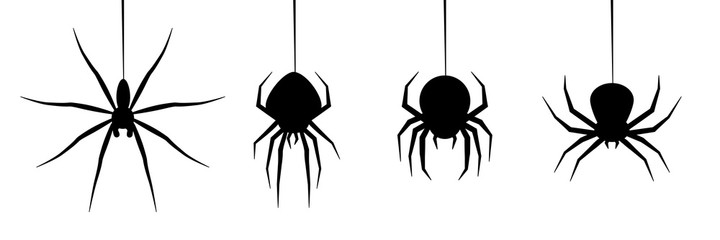 halloween spider's web vector. black spider on white background. danger insect. horror banner, scary poster. cobweb isolated decoration stock illustration. october holiday flyer mockup mock up