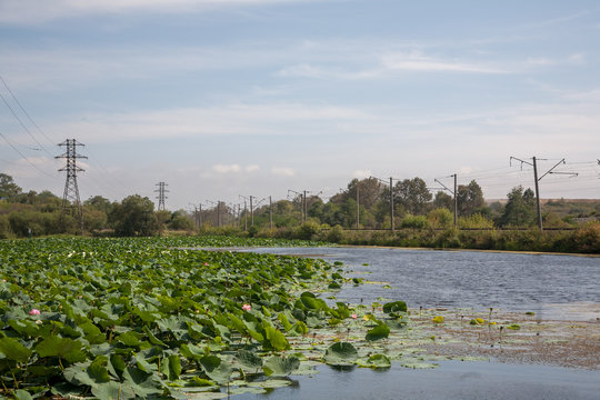 August lotuses in the lake of Artyom, Primorsky Kray, Russia