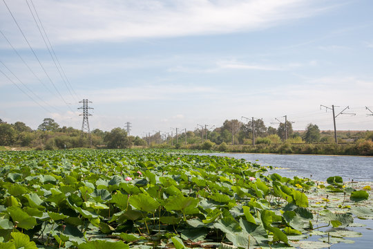 August lotuses in the lake of Artyom, Primorsky Kray, Russia
