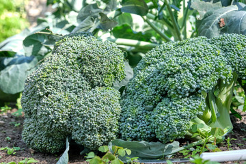Tasty healthy nutritious farm fresh vegetable from the garden, broccoli cabbage, top view texture