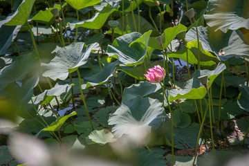 August lotuses in the lake of Artyom, Primorsky Kray, Russia
